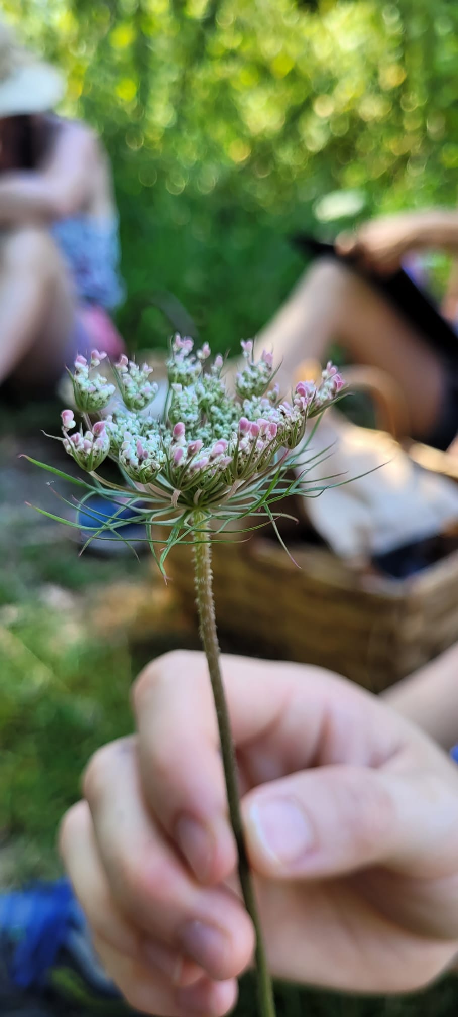 atelier-vegetal-cueillette