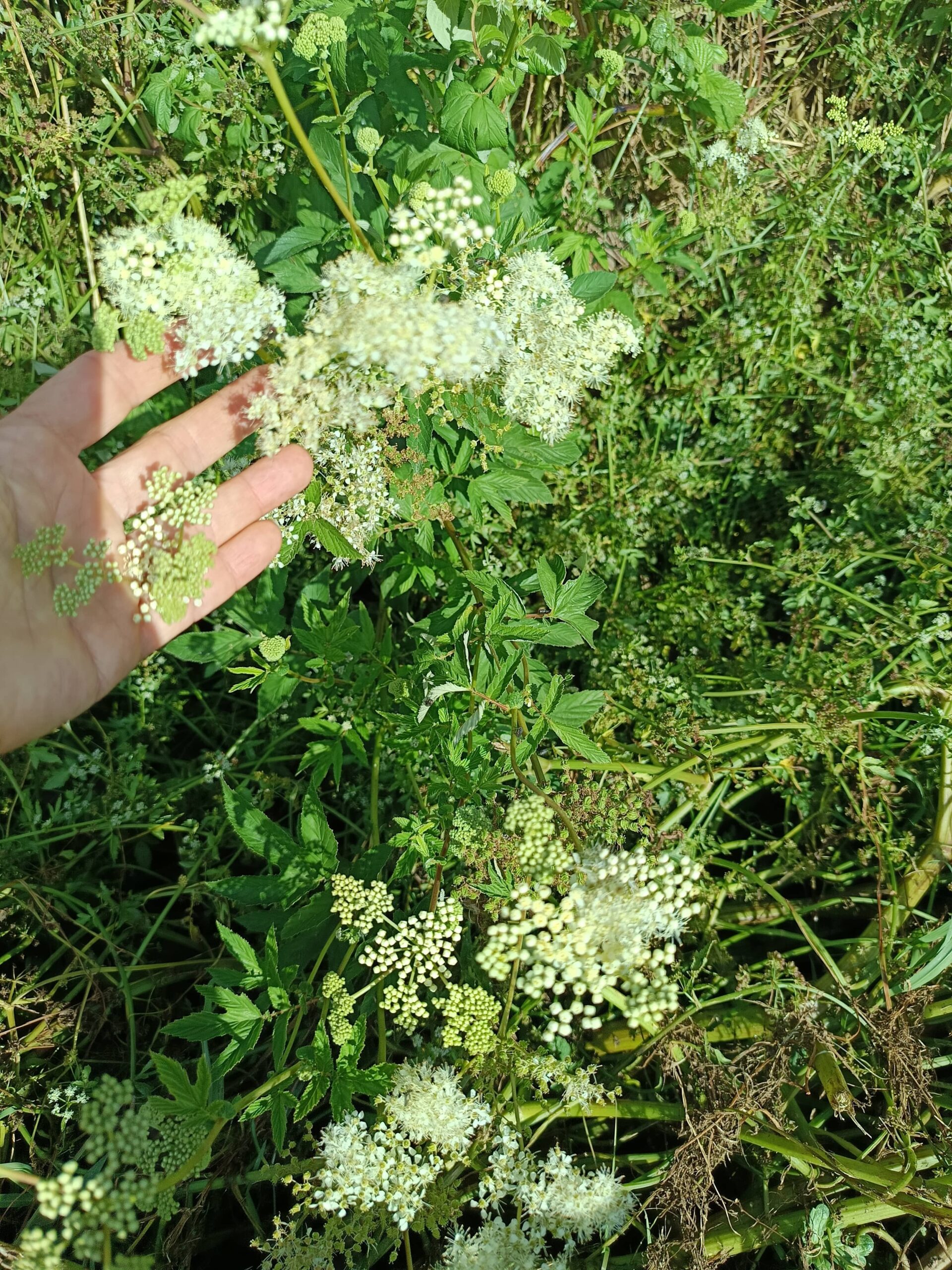 atelier-cueillette-plante-sauvage-la-cuisine-des-emotions atelier-cueillette-plante-sauvage-la-cuisine-des-emotions