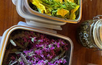 ateliers-plantes-cueillette-balade