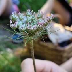 atelier-vegetal-cueillette
