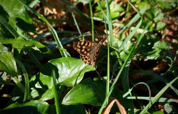 cueillette-saveur-plante-saison-balade