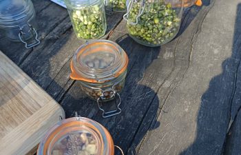 fermentation-plantes-atelier