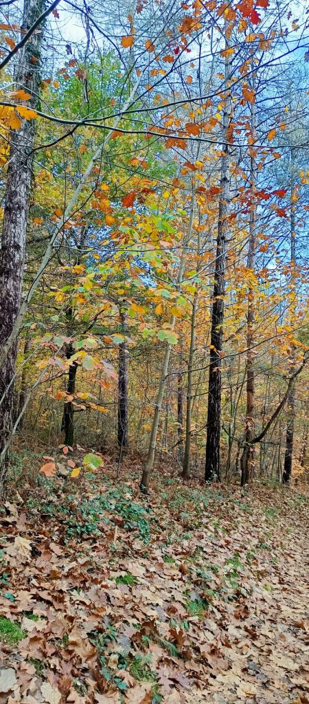 atelier-cueillette-hiver-la-cuisine-des-emotions atelier-cueillette-hiver-la-cuisine-des-emotions